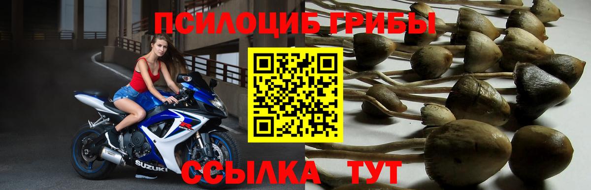 Псилоцибиновые грибы прущие грибы Кимры